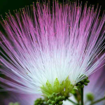 Mimosa Flower Jelly